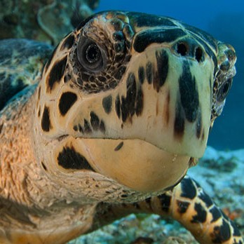 Sea turtle swimming underwater